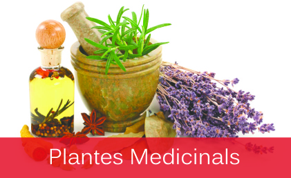Plantes Medicinals i Aromateràpia Farmàcia Tres Cervelló